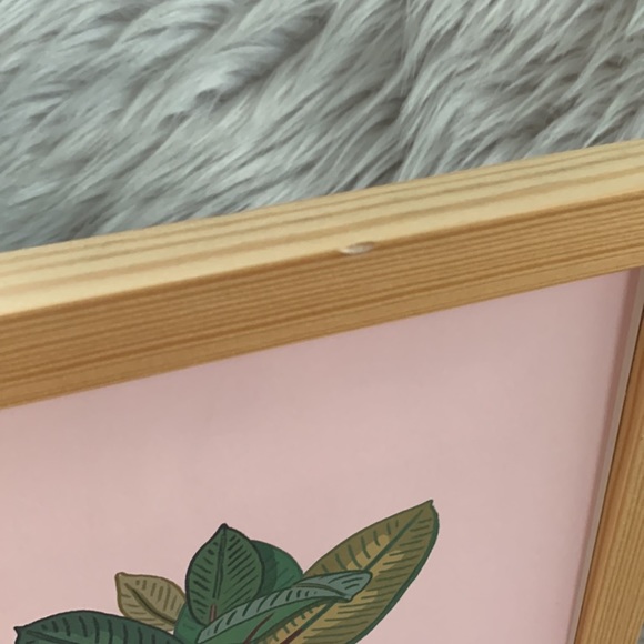 Rubber Plant Framed Print - Picture 4 of 7